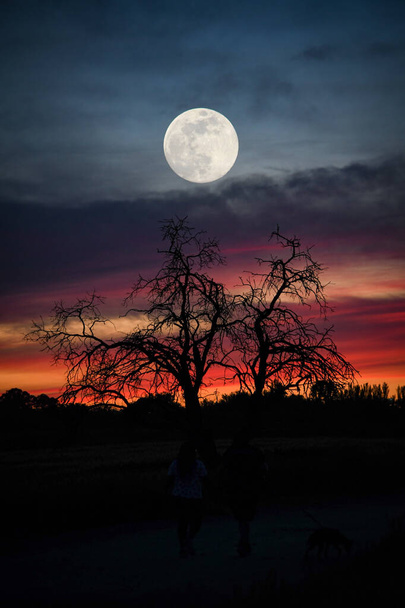 Coucher de soleil dramatique, avec arbre fantôme et pleine lune
 - Photo, image