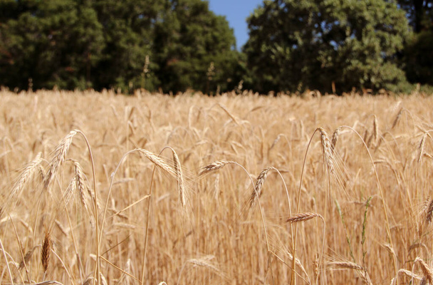 Ripe barley filed. Harvest time. Spikes of barley close up view. Natural rural landscape. Selective focus - Photo, Image