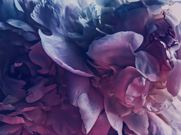 Purple peony flower as abstract floral background for holiday branding - Foto, immagini