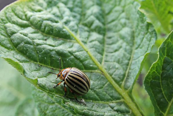 Colorado-Käfer frisst Kartoffelblätter. Parasiten zerstören eine Ernte auf dem Feld. - Foto, Bild
