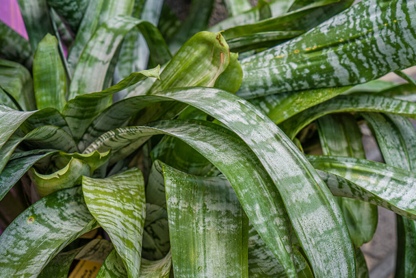 Közelkép urna növény, trópusi természet backgroun - Fotó, kép