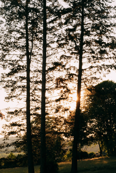 Hermoso paisaje con bosque y sol naciente detrás de los troncos de los árboles
. - Foto, Imagen