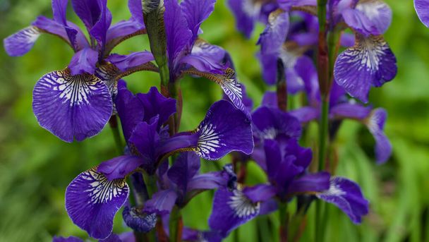 Close up of deep purple bearded irises against green foliage background - Photo, Image