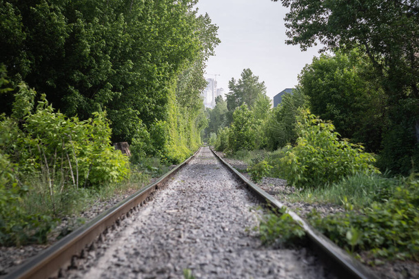 Opuštěná prázdná nepoužitá železniční trať v lese. - Fotografie, Obrázek