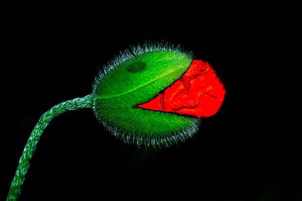 A mák a Papaveroideae család Papaveroideae alcsaládjába tartozó virágzó növény. A mák lágyszárú növény, gyakran színes virágai miatt termesztik. Egy fajta mák, Papaver somniferum, a forrása a narkotikus kábítószer ópium, amely c - Fotó, kép