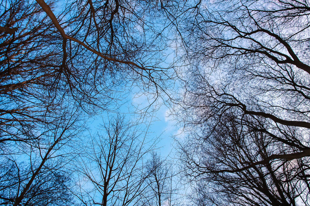 Ветви дубов на голубом облачном небе. Широкоугольная фотография. Красота
.                 - Фото, изображение