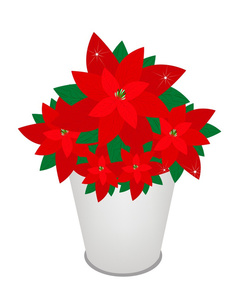 Red Christmas Poinsettia Flower in A Flower Pot - Vector, Image