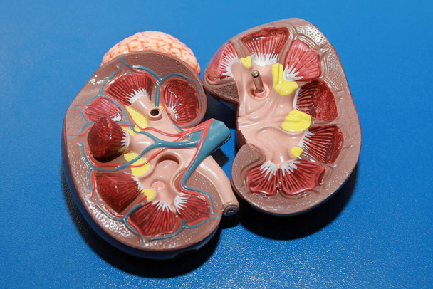 model ledvin, detailní záběr - Fotografie, Obrázek
