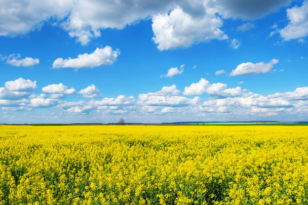 Beau champ avec des fleurs de colza jaune. Ciel nuageux Nature. Paysages. Contexte naturel
. - Photo, image