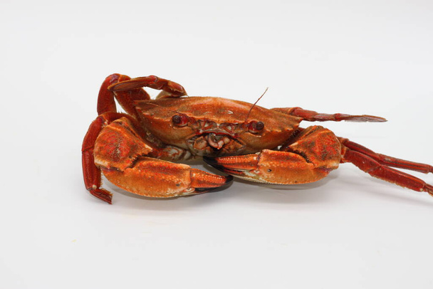 crabes rouges cuits sur fond blanc
 - Photo, image