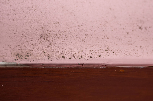 Black mold on a pink damp wall next to a wooden skirting board. Humidity texture. - Photo, Image