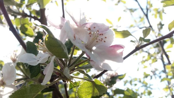 O sol está emaranhado nas flores da macieira. A vida continua! Ramos florescentes de uma macieira em um fundo de céu e nuvens
 - Foto, Imagem