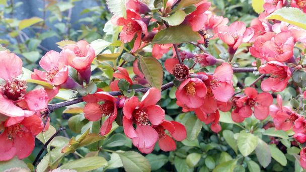 Kukkivat kirkkaan punaiset ja vaaleanpunaiset kukat Japanin kvitteni, Chaenomeles. Kuva ilman korjailua. Elämä jatkuu
! - Valokuva, kuva