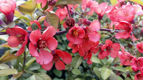 Flores de membrillo japonés de color rojo brillante y rosa, Chaenomeles. Foto sin retoque. La vida continúa
! - Foto, Imagen