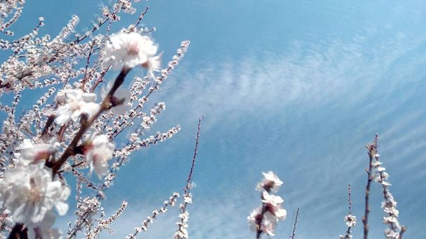Aprikoosi oksat on kääritty tarjouksen syleilee cirrus pilviä. Kuva ilman korjailua. Elämä jatkuu! Kukkivat oksat taivasta ja pilviä vasten
 - Valokuva, kuva