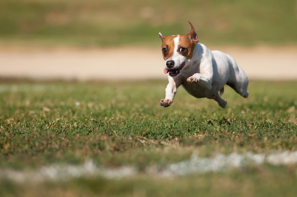 Jack Russell Terrier Perro enérgico corre sobre la hierba
 - Foto, imagen