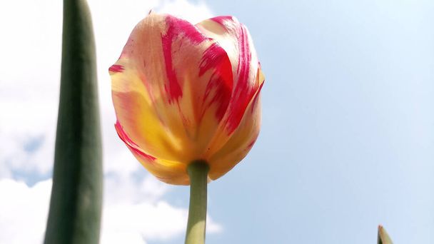 Большие сочные желто-красные тюльпаны расцвели, наполненные солнечным светом на небе. Цветение началось на майских праздниках. Фото без ретуши. Жизнь идет
! - Фото, изображение