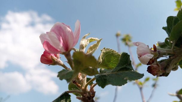 Az almafák virágzó rügyei megduzzadnak, és hamarosan virágba borulnak. De az első zamatos rózsaszín-fehér almavirág, tele napfénnyel az égen, már megjelent. A virágzás májusban kezdődött. Retusálás nélkül. Az élet megy tovább. - Fotó, kép