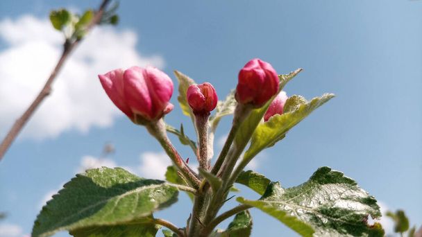 Цветущие розовые почки яблони набухают и готовы цвести в ближайшее время. Ветви яблони на фоне неба и облаков. Фото без ретуши. Жизнь продолжается.
! - Фото, изображение