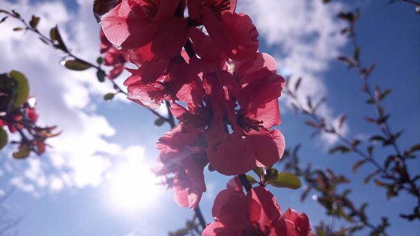 El sol está enredado en las brillantes flores rojas y rosadas del membrillo japonés, Chaenomeles. Foto sin retoque. La vida continúa
! - Foto, Imagen