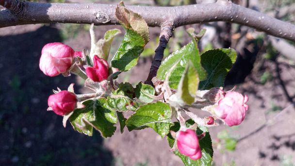 Kvetoucí pupeny jabloní bobtnají a jsou připraveny brzy kvést. Ale první šťavnaté velké růžovo-bílé květy jablek se již objevily. Kvetení začalo o květnových prázdninách. Fotka bez retuše. Život jde dál! - Fotografie, Obrázek