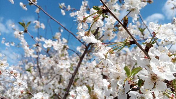 桜の花です。空を背景に枝。手を触れずに写真。人生が続く!空と雲に対してサワーチェリーの枝を開花させる - 写真・画像