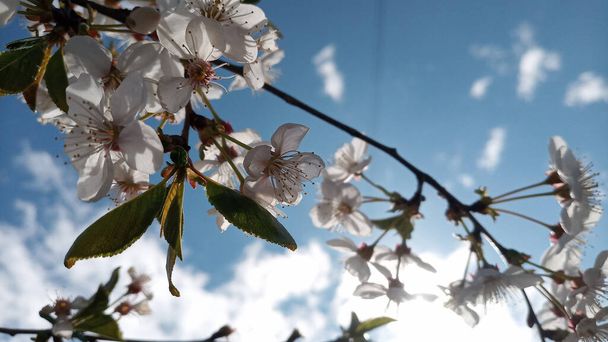 Sauerkirschblüten. Zweige am Himmel Hintergrund. Foto ohne Retusche. Das Leben geht weiter! Blühende Sauerkirschzweige gegen Himmel und Wolken - Foto, Bild