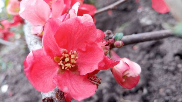 Flores de membrillo japonés de color rojo brillante y rosa, Chaenomeles. Foto sin retoque. La vida continúa
! - Foto, Imagen
