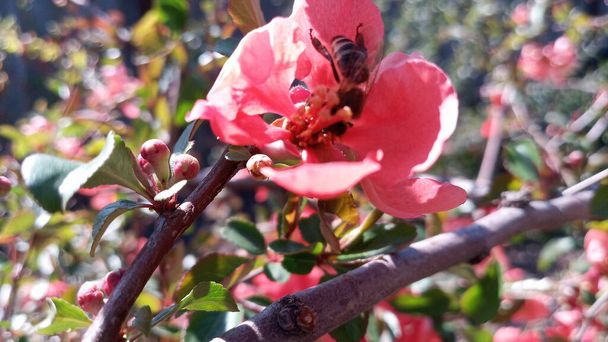 Abeja, abejorro polinizando flores de color rojo brillante y rosa de membrillo japonés, Chaenomeles. Foto sin retoque. La vida continúa
! - Foto, Imagen