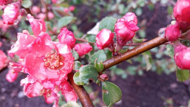 Ανθισμένα έντονα κόκκινα και ροζ λουλούδια ιαπωνικού κυδώνι, Chaenomeles μετά τη βροχή. Φωτογραφία χωρίς ρετουσάρισμα. Η ζωή συνεχίζεται.! - Φωτογραφία, εικόνα