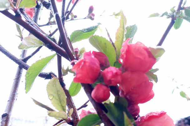 Blühende leuchtend rote und rosa Blüten der japanischen Quitte Chaenomeles an einem weißen Tageshimmel nach dem Regen. Foto ohne Retusche. Zweige der japanischen Quitte, Henomele auf weißem Hintergrund. Das Leben geht weiter! - Foto, Bild