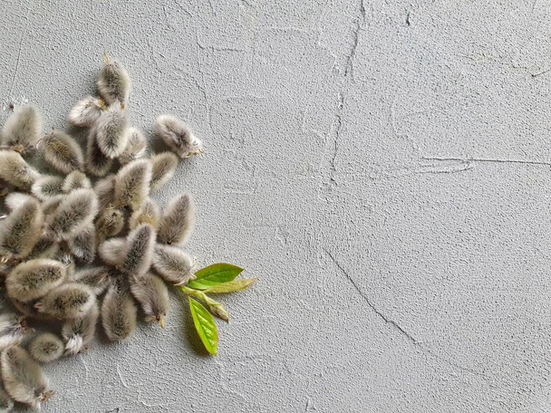 Concrete photophone gray with a textured coating and a blooming willow. The contrast of a cool cool material with a lively nature. The basis for collages, an Instagram background, it is very beautiful - Photo, Image