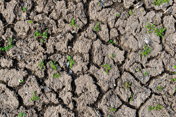 乾燥土壌浸食の背景テクスチャ - 写真・画像