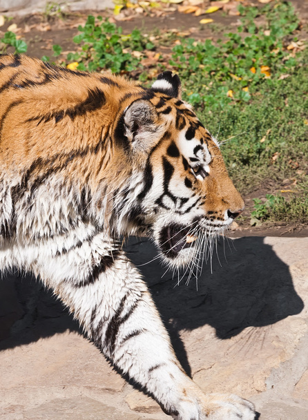 Tiger - Foto, afbeelding