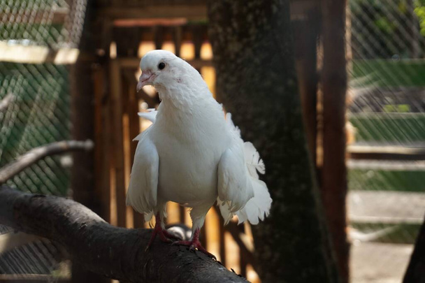 Un uccello seduto sopra una recinzione di legno - Foto, immagini