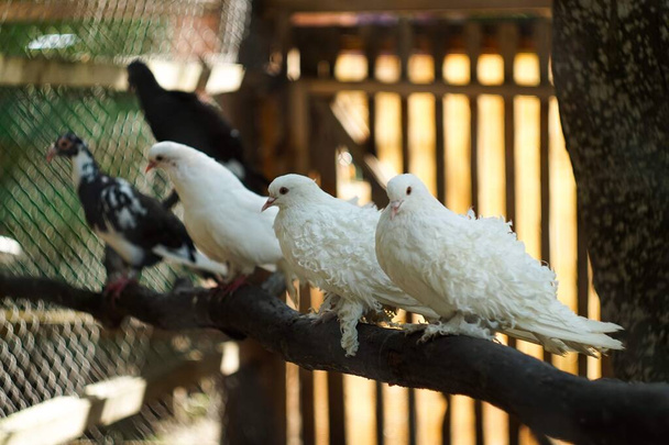 Птица сидит на деревянном заборе - Фото, изображение