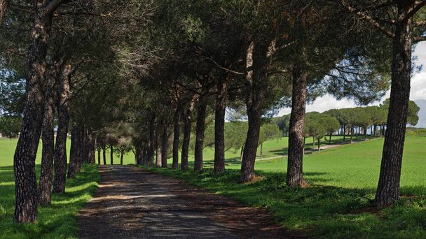 larga avenida llena de pinos en la campiña romana
 - Foto, imagen