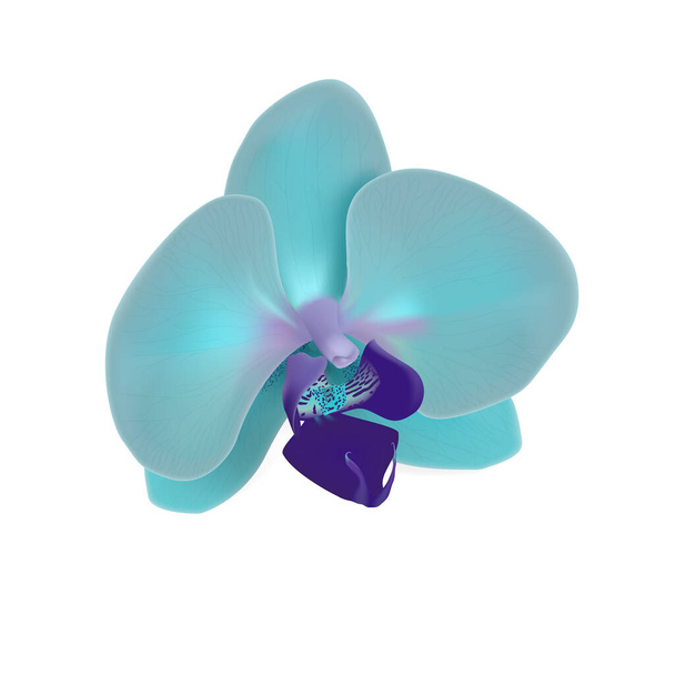 orchidej, falenopsis, realistická vektorová ilustrace - Vektor, obrázek