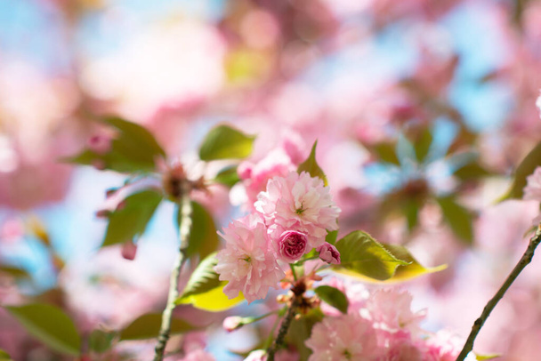 Sakura, cherry blossom, cherry tree with flowers. Oriental cherry blooming. Branch of sakura with white and rose flowers, beauty in nature, beautiful spring nature background - 写真・画像