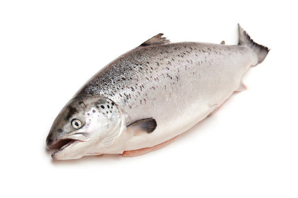 Scottish Salmon eristetty valkoinen studio tausta
. - Valokuva, kuva