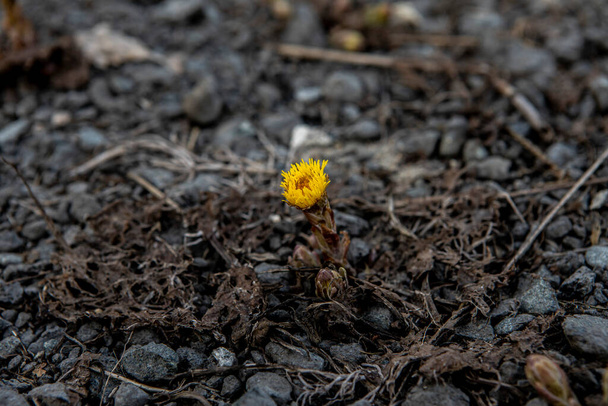 Primrose fiore foalfoot cresce attraverso il terreno di pietra
 - Foto, immagini