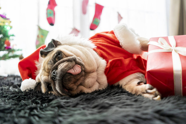 ハッピーニューイヤー、メリークリスマス、休日やお祝い。背景にクリスマスツリーと床の上に横たわる子犬。サンタクロースの衣装の帽子でプッグ犬ギフトボックス - 写真・画像