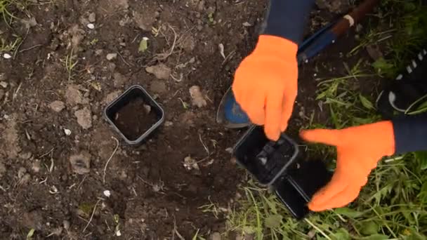 a man in the garden in orange gloves pours earth with a small shovel into a pot - Filmati, video