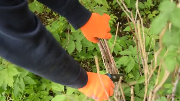Man pruning dry branches of a bush in orange gloves with secateurs - Video, Çekim