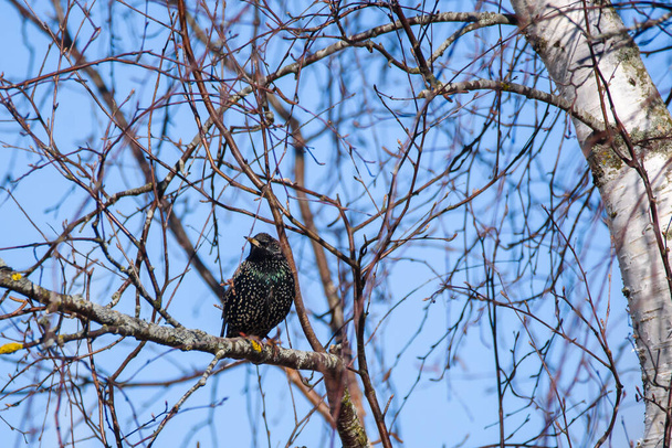 Foto de enfoque selectivo. Estornino común en el árbol. Sturnus vulgaris. Observación de aves en Lubana, Letonia
. - Foto, Imagen