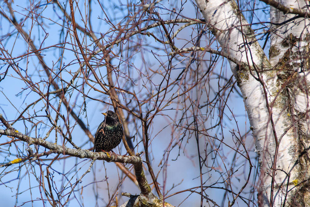 Selective focus photo. Common starling on tree. Sturnus vulgaris. Birdwatching in Lubana, Latvia. - Photo, Image