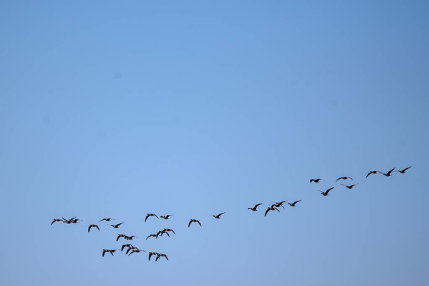 Летающие гуси. Весенний сезон. Наблюдение за птицами в Лубане
. - Фото, изображение