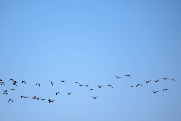 Летающие гуси. Весенний сезон. Наблюдение за птицами в Лубане
. - Фото, изображение