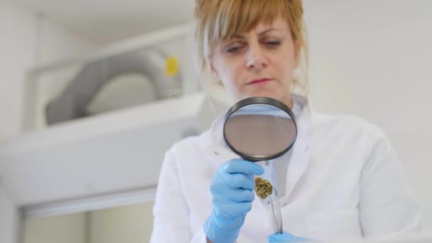 Gros plan d'un scientifique qui regarde de près le bourgeon de marijuana dans un laboratoire pharmaceutique du CBD
. - Séquence, vidéo
