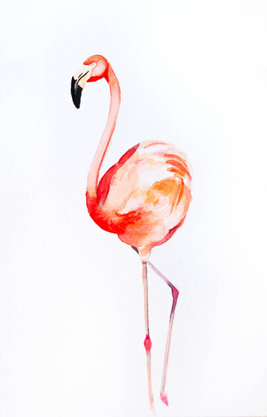 Pink flamingo bird hand drawn watercolor illustration - Φωτογραφία, εικόνα